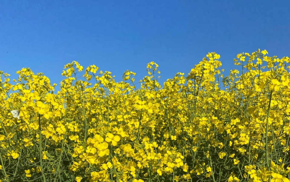 Commodity Insights, Winter 2025