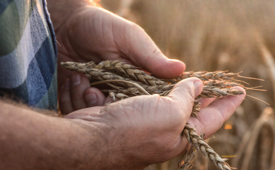 Australian Wheat and Grains: The New Gold in Global Volatility?