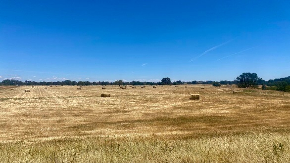 Agricultural field with dry grass round bundles