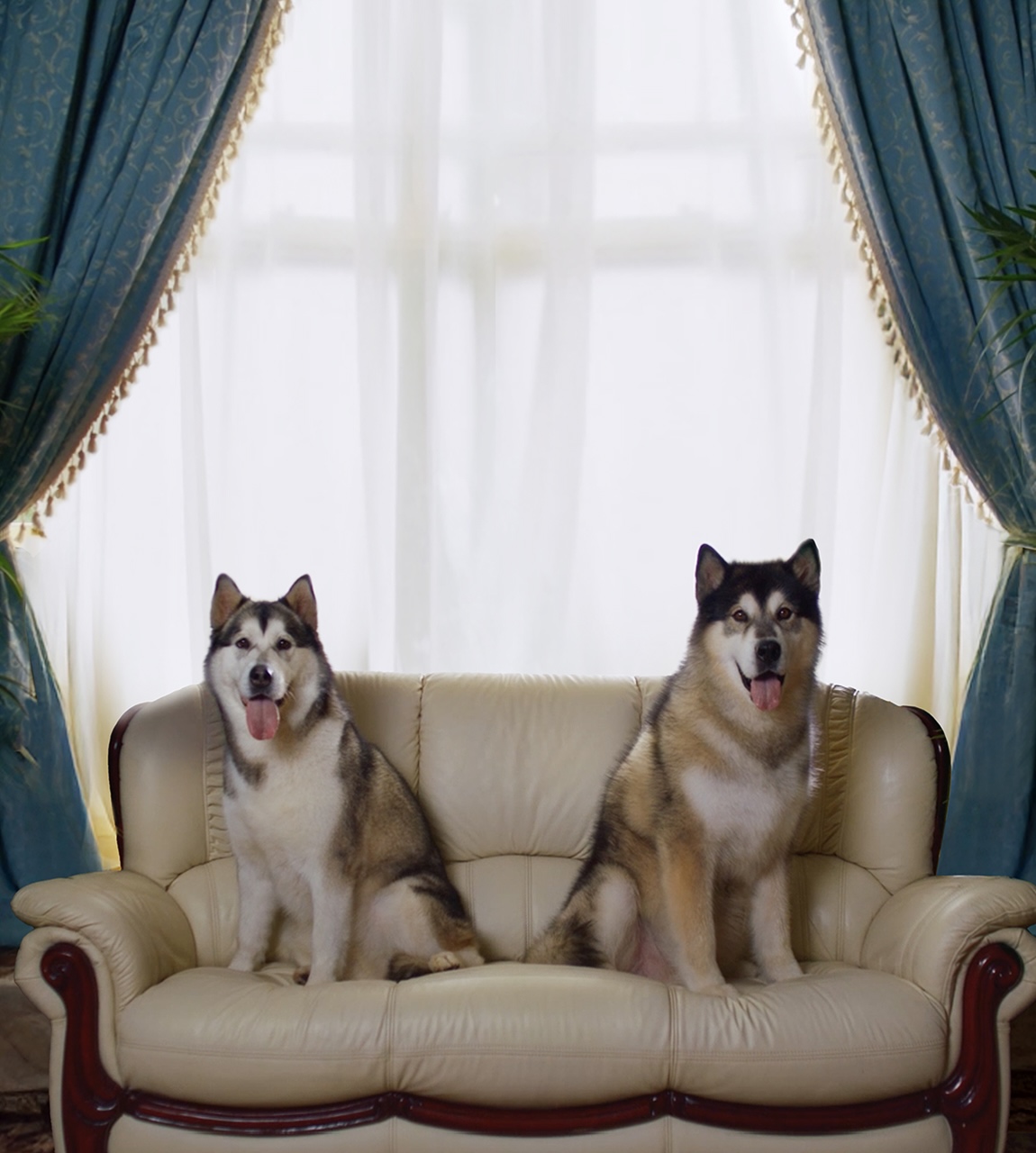 2 dogs on the sofa